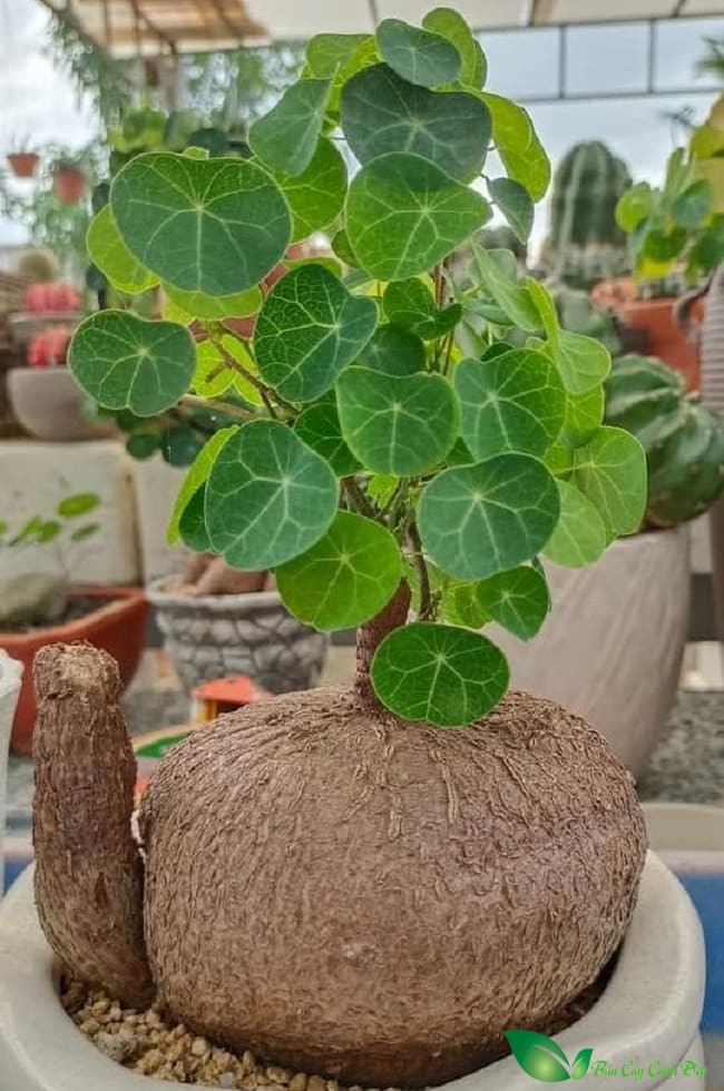 Cây bình vôi