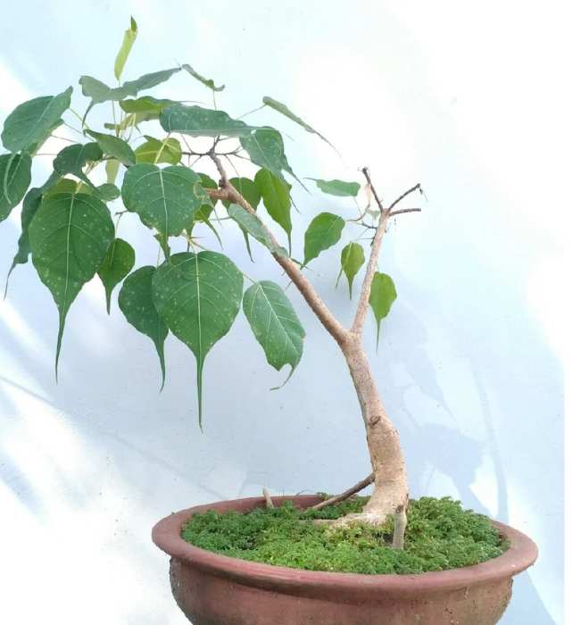 cây bồ đề