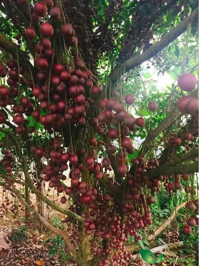 Cây Bòn bon Đỏ