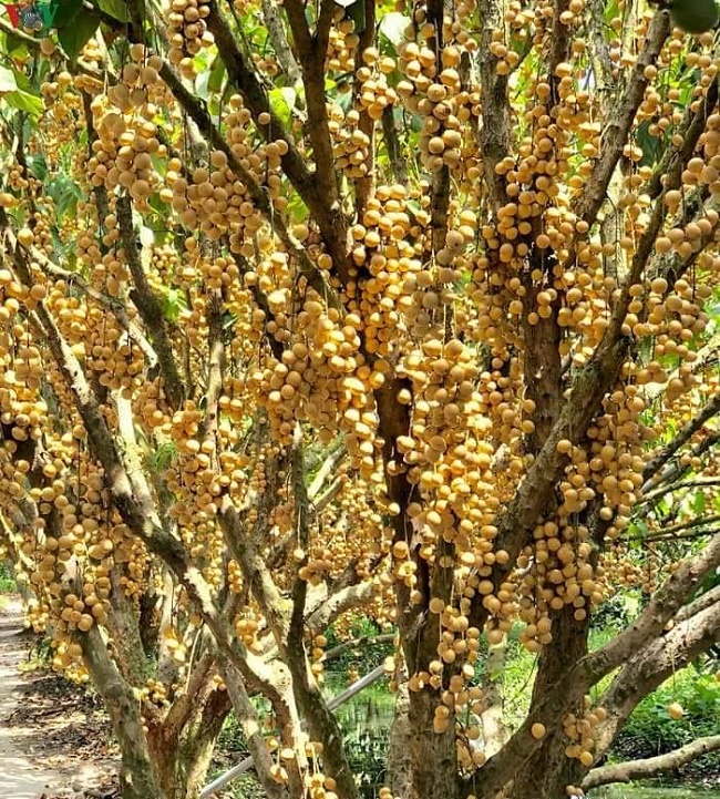cây bòn bon