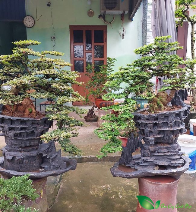cây cần thăng trồng làm cảnh