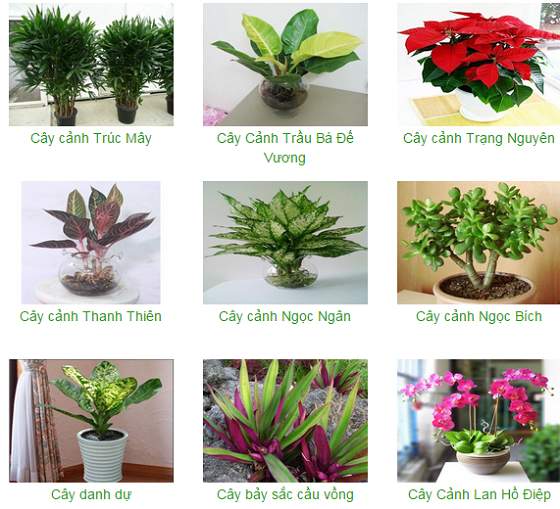 cây cảnh để bàn hợp mệnh kim