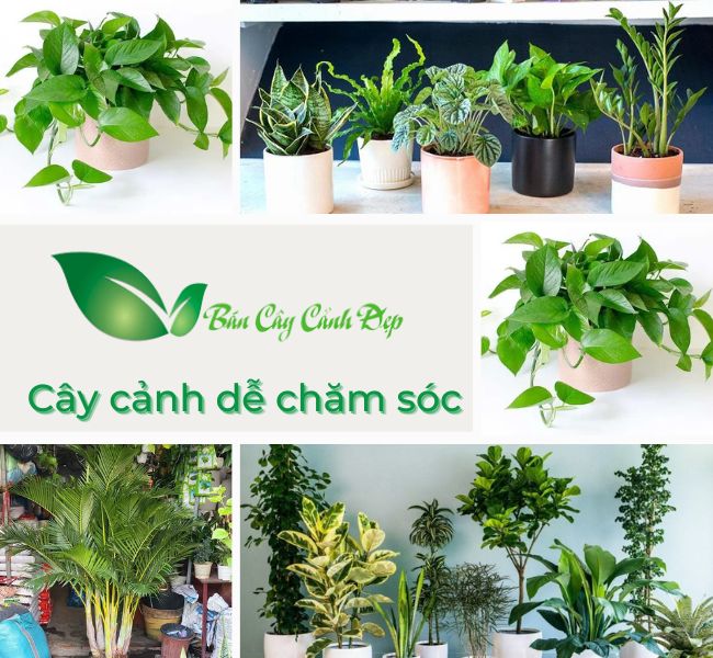 cây cảnh dễ chăm sóc