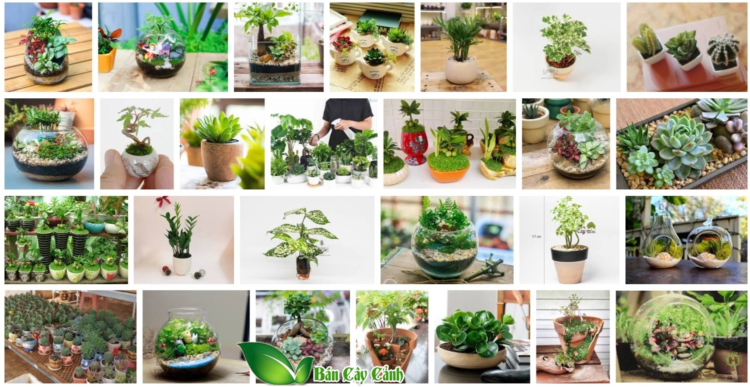 cây cảnh mini