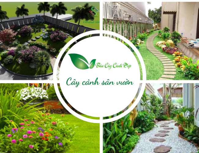 Cây cảnh sân vườn