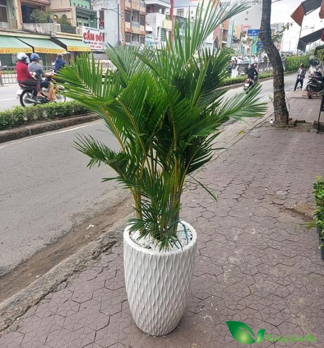 cây cau cảnh