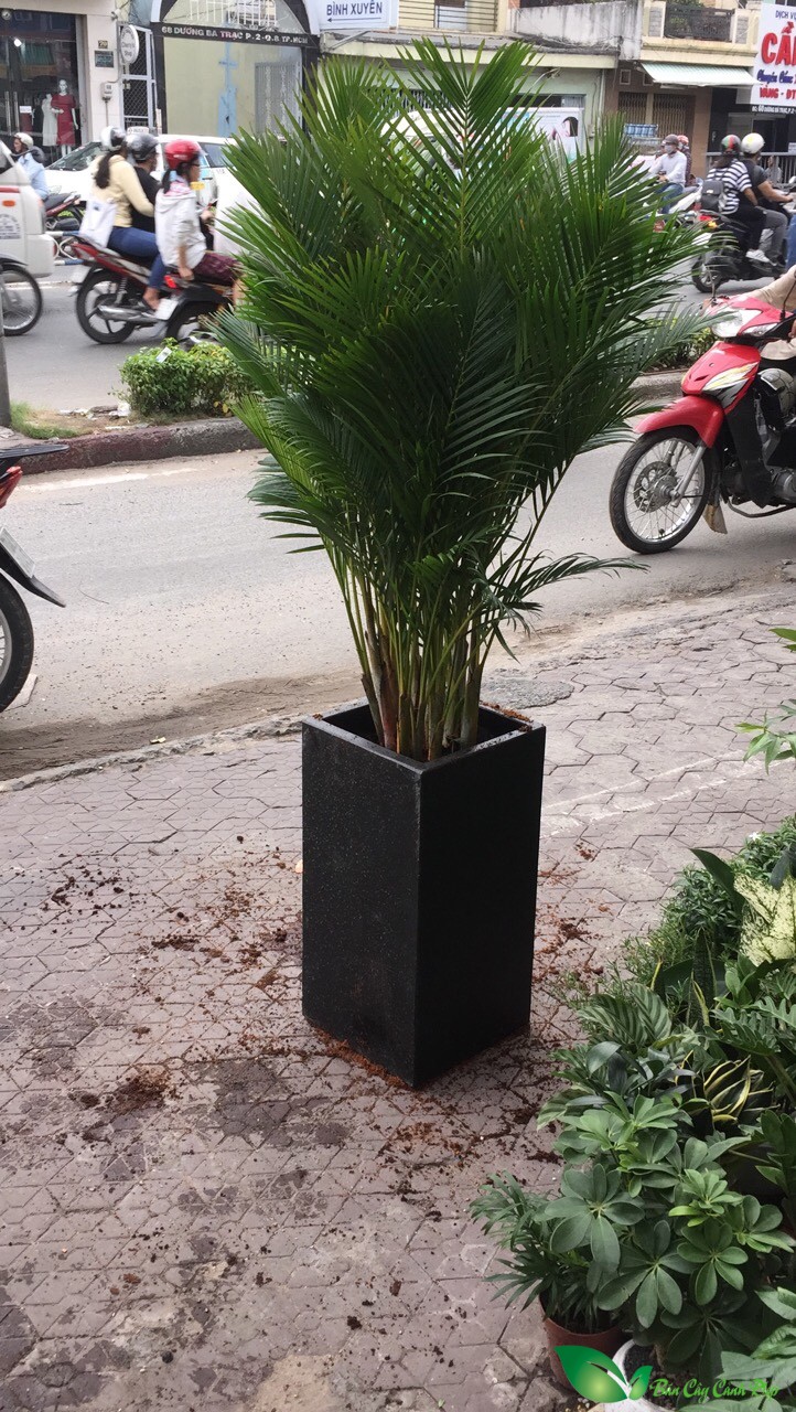 cay cau vang trong chau xi mang