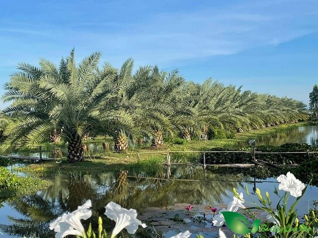 Cây chà là