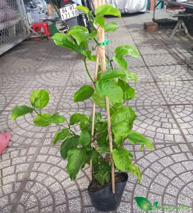 Cây chanh dây giống