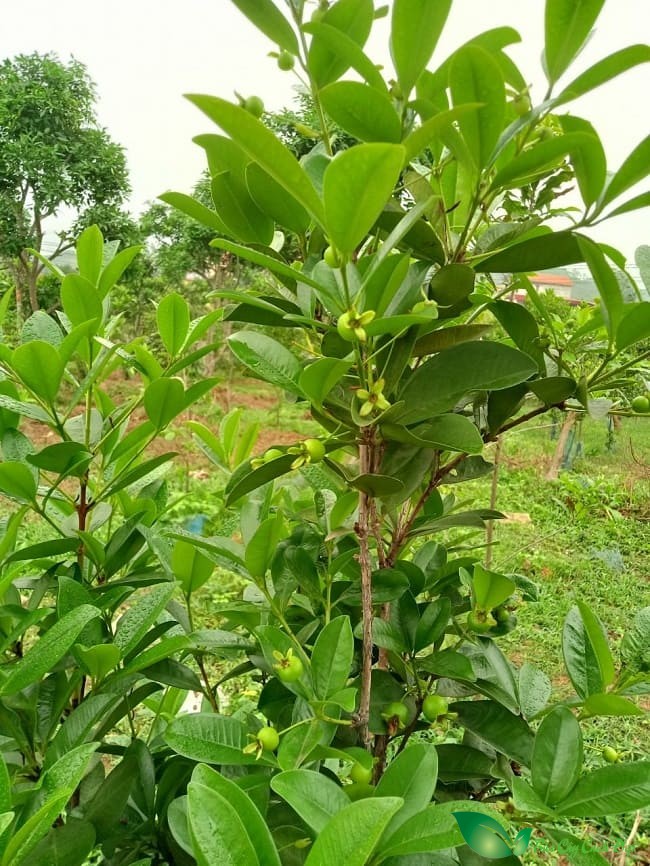 cây Cherry Brazil