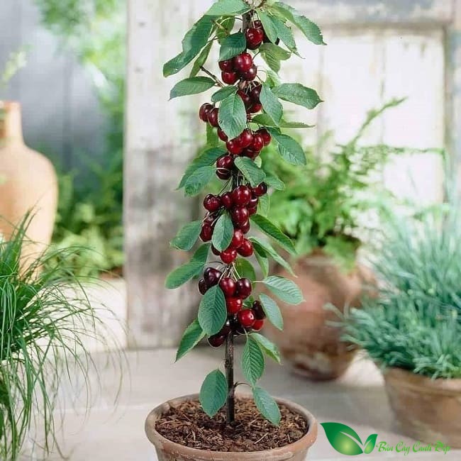 cây Cherry Mỹ
