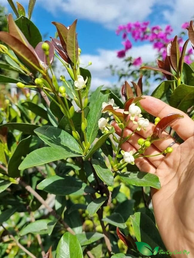 Cây cherry ra hoa