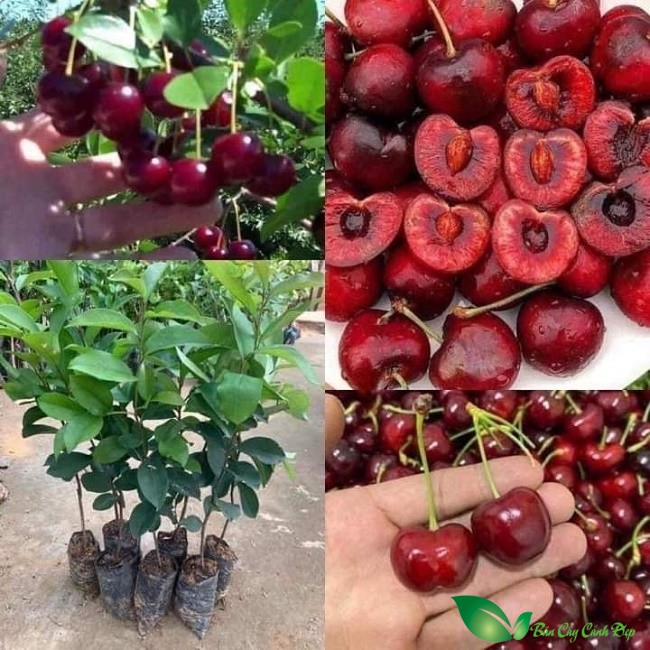 Cây cherry