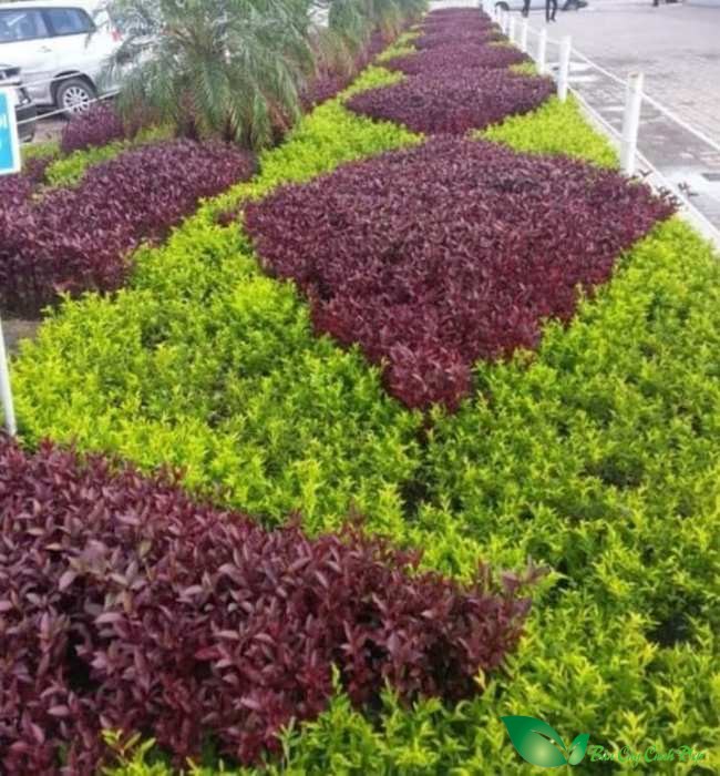 cây chuỗi ngọc làm cảnh quan