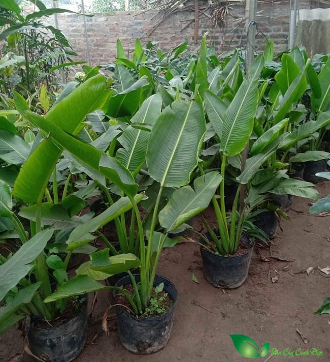 Cây Chuối rẻ quạt
