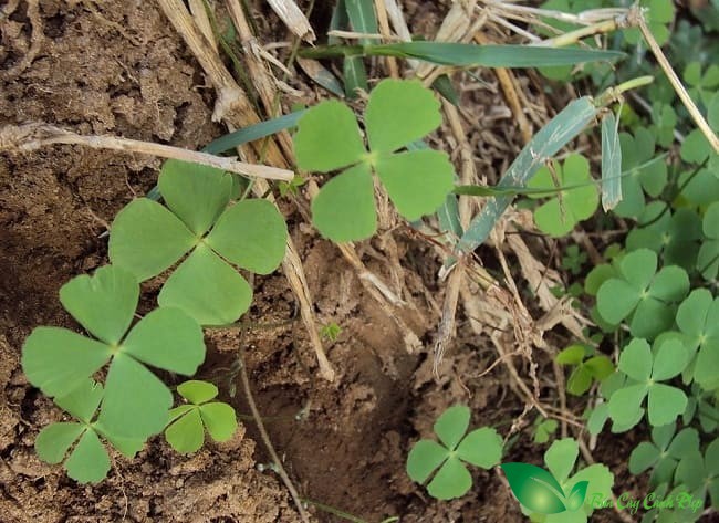 cây cỏ 4 lá