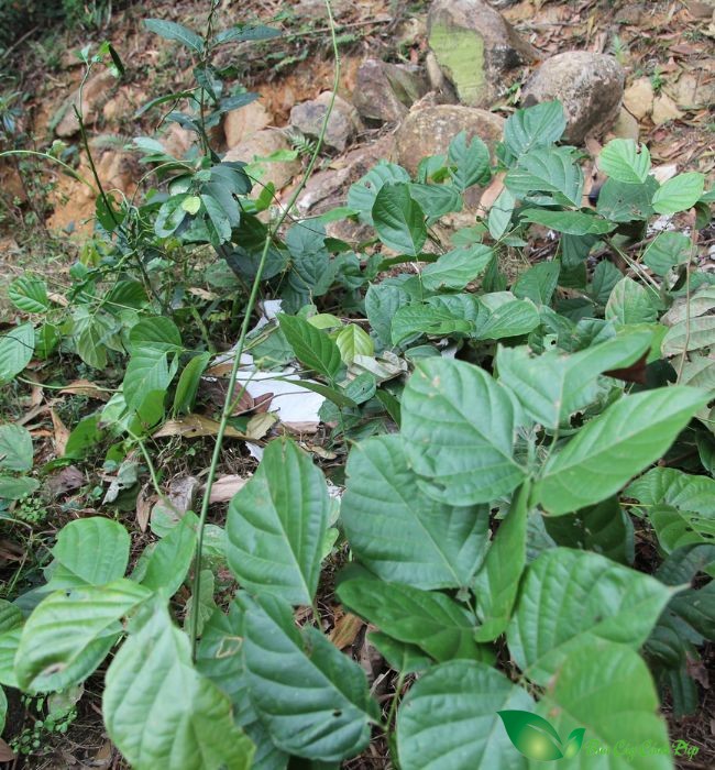 cây cỏ máu