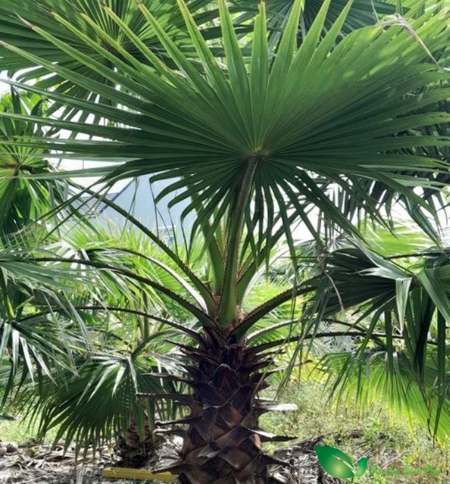 Cây cọ Mỹ