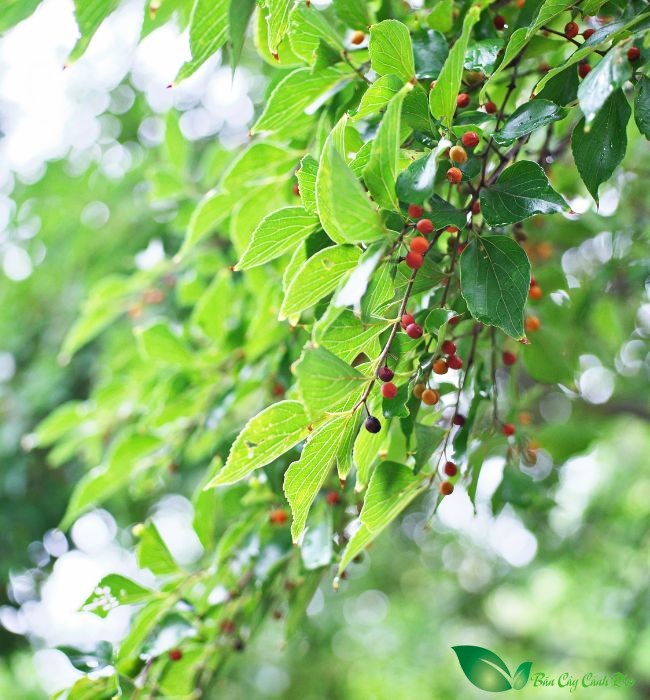 cây cơm nguội vàng