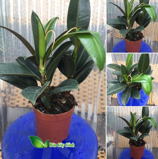 cây đa búp đỏ mini