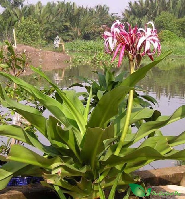 Cây đại tướng quân hoa đỏ