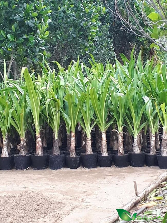 cây đại tướng quân