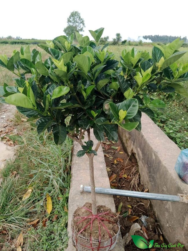 cây dành dành