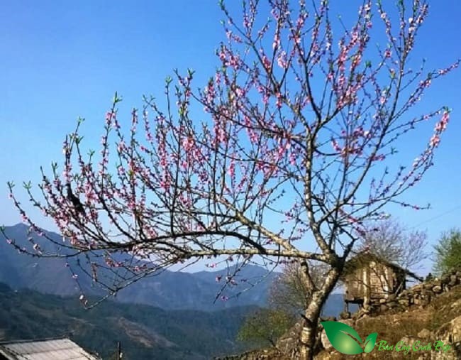 Cây Đào Sapa