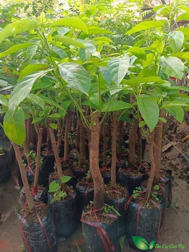 Cây dâu da giống