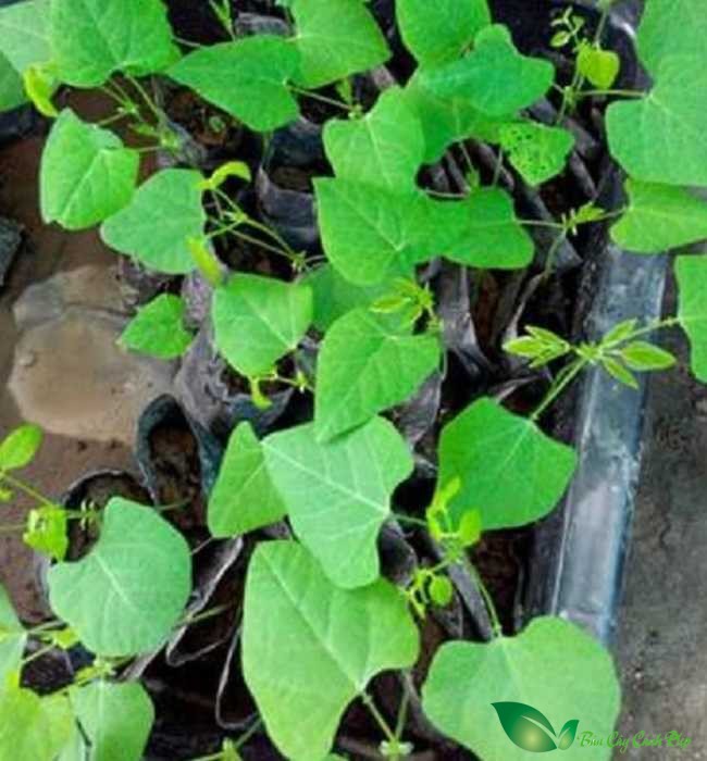 cây đậu rồng giống