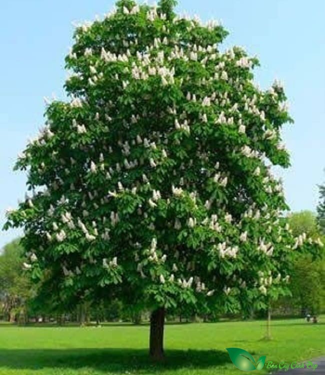 Cây Dẻ ngựa