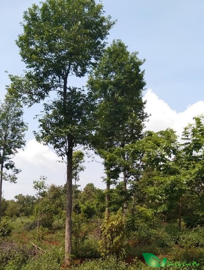 cây dó bầu