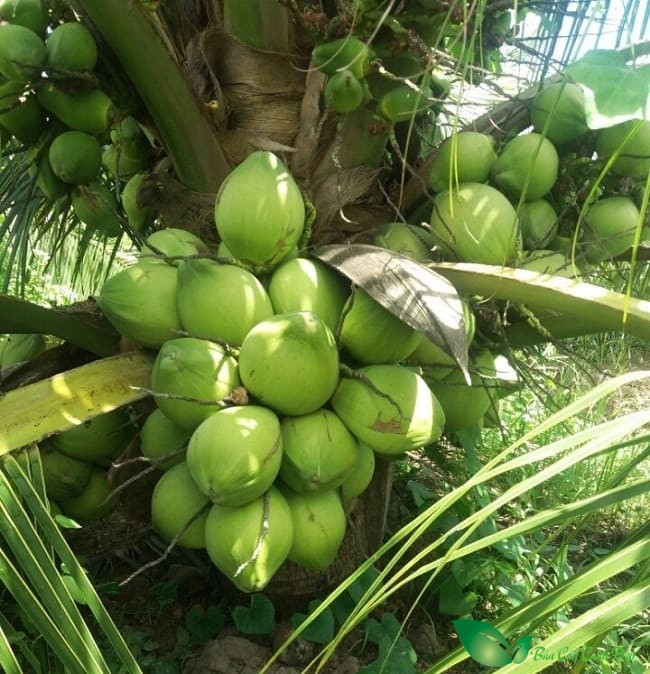 Cây dừa mã lai