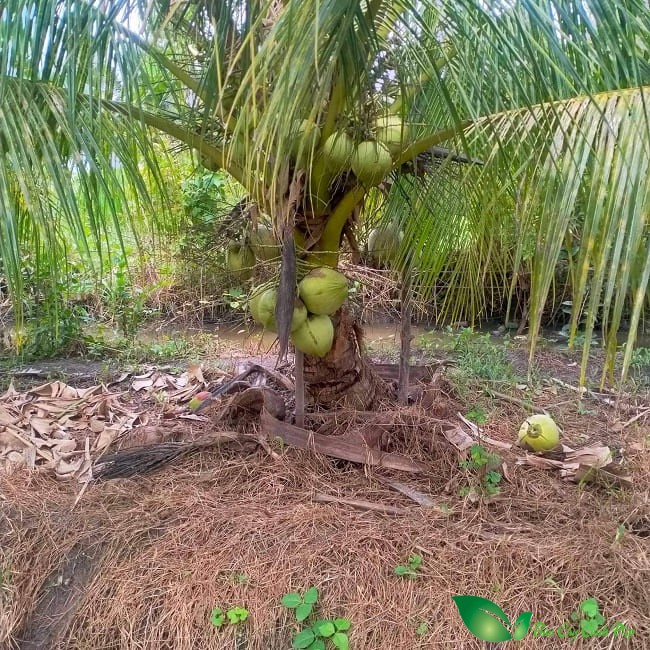 cây dừa sáp