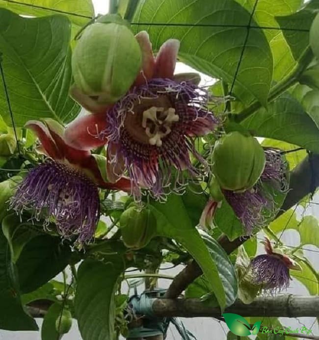 Cây dưa tây