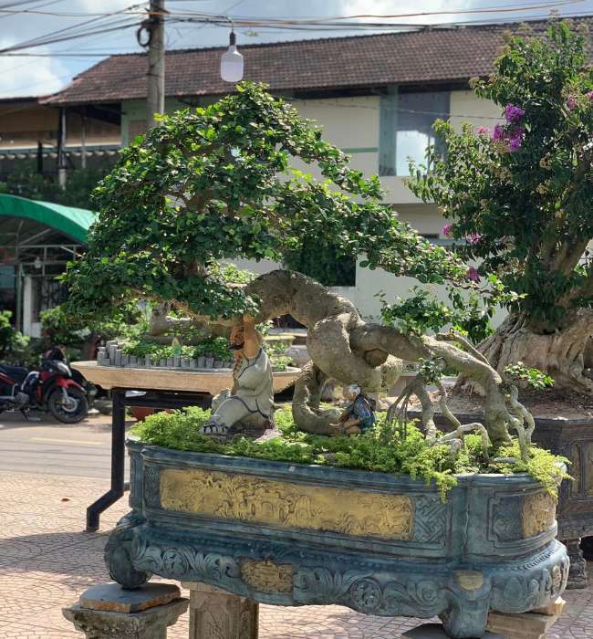Cây duối