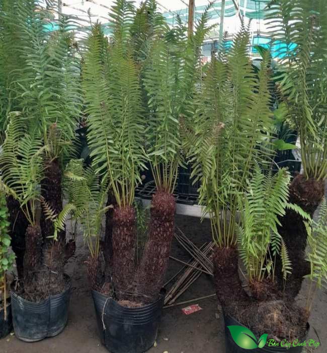 Cây dương xỉ