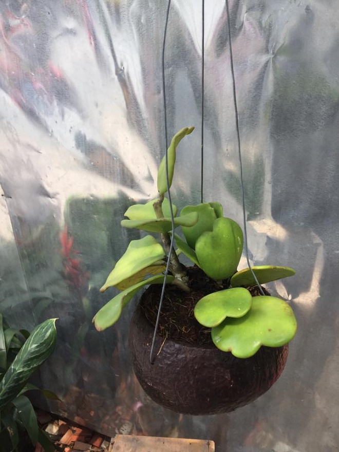 cây gáo cẩm cù