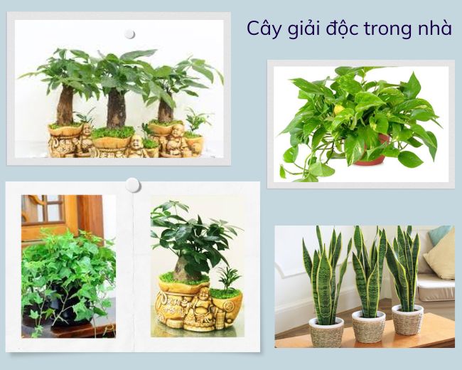 cây giải độc trong nhà