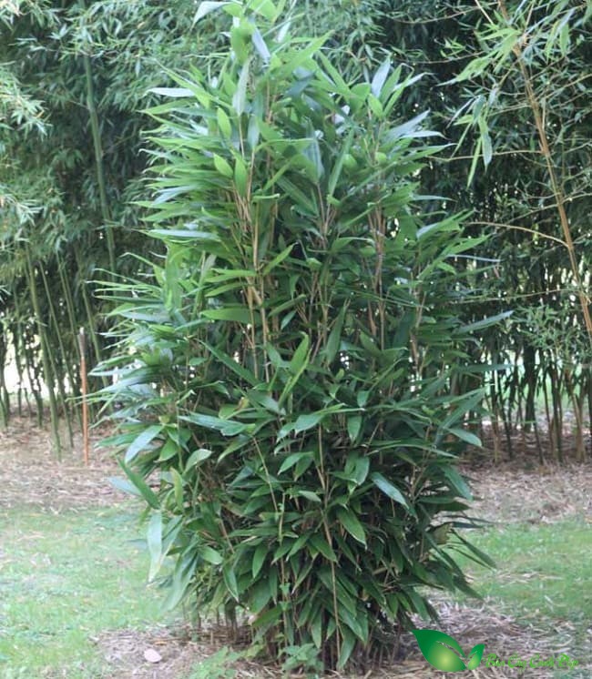 Cây giang