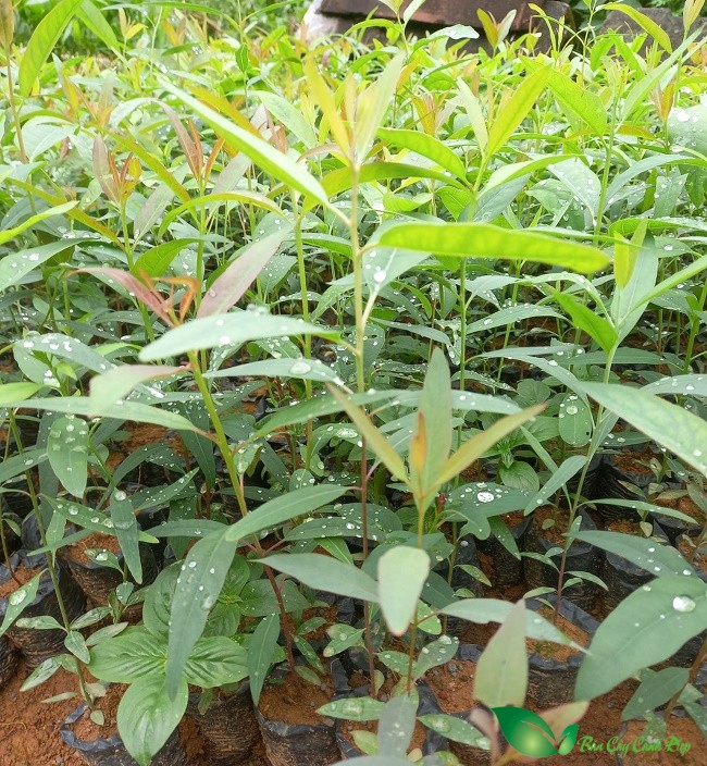 Cây giống bạch đàn