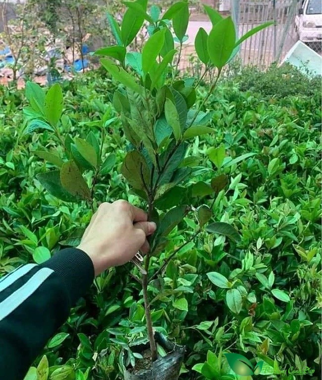 Cây giong cherry