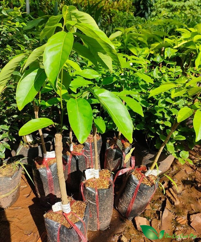 cây giống chôm chôm