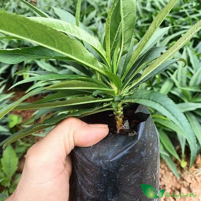 cây giống đào thất thốn