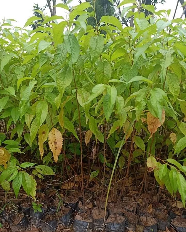 Cây giong hoa anh dao