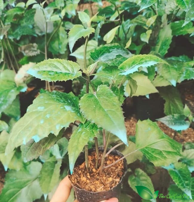 cây giống hoa cúc leo
