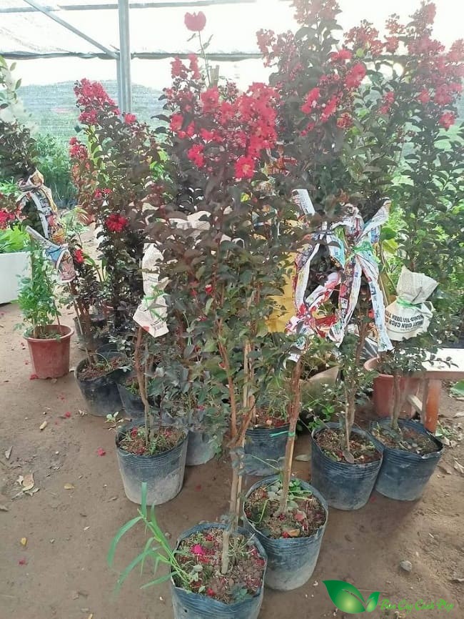 Cây giống hoa tường vi