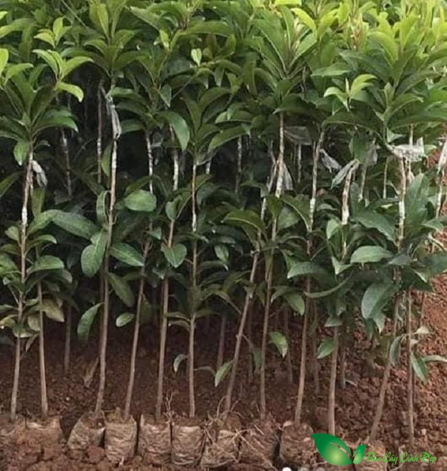 Cây giống hồng xiêm