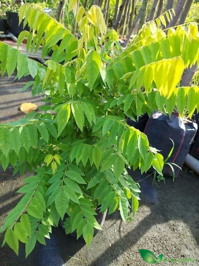 Cây giống khế tàu