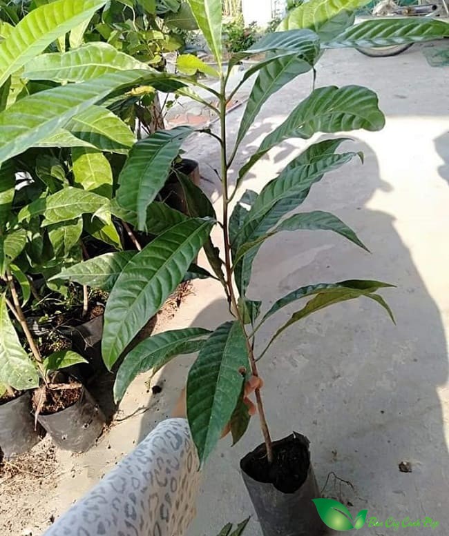Cây giống lê ki ma